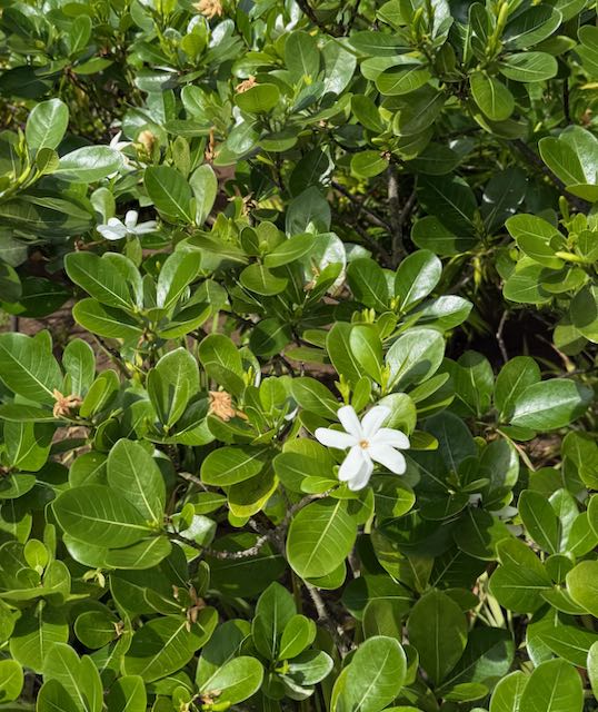 Tiare flowers in bloom — the scent that greets you at the airstrip