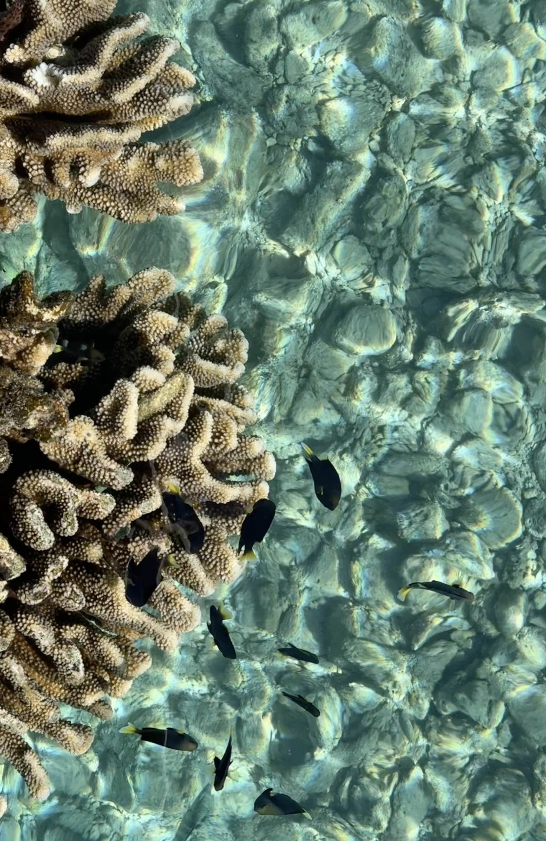 Reef coral and small fish seen straight down through still, clear water
