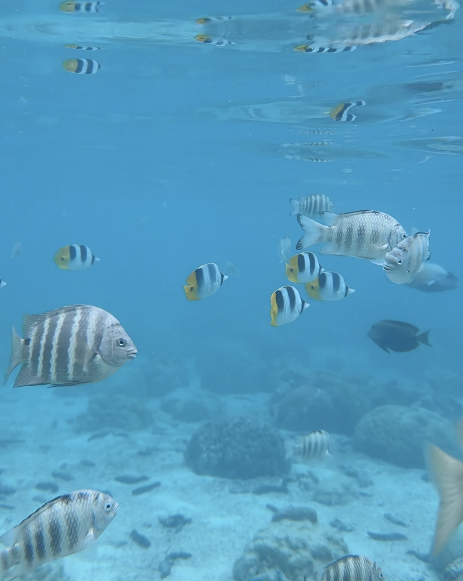Schools of butterflyfish and sergeant majors drifting through the lagoon